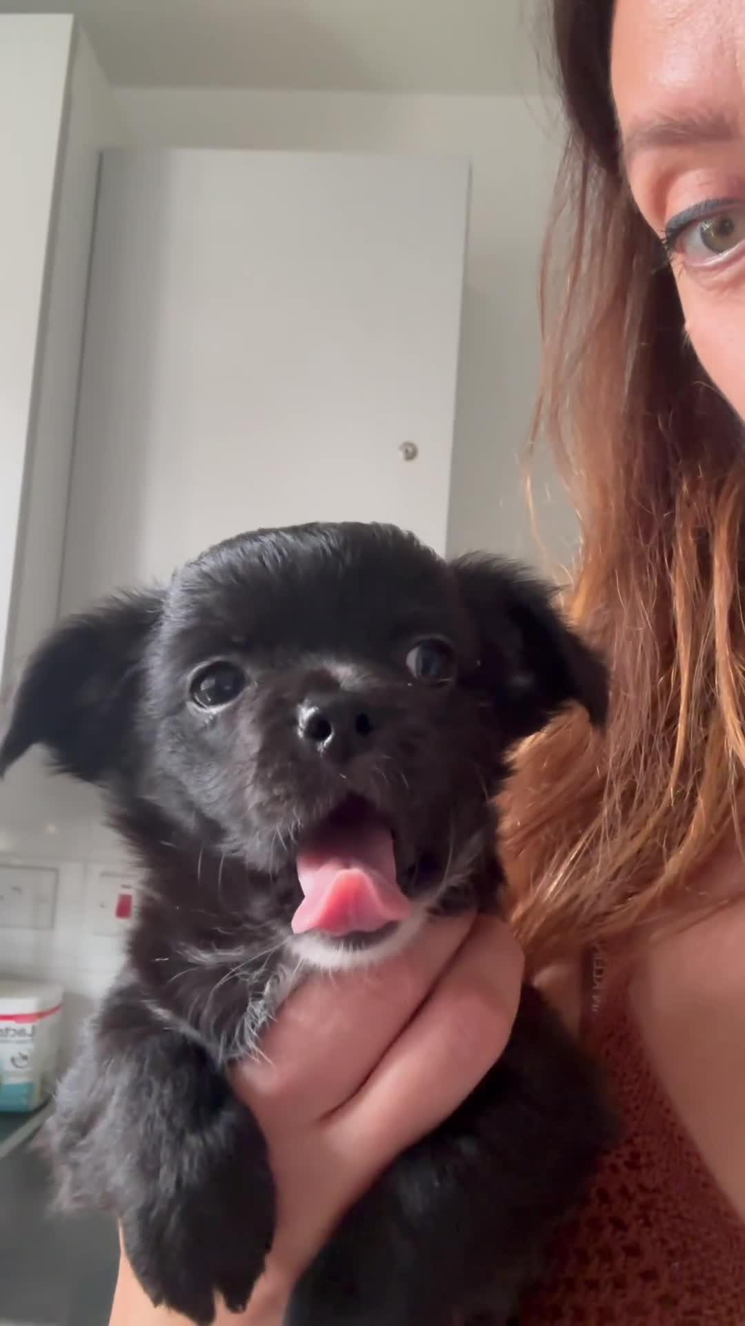 Chihuahua dogs for sale: The most adorable chihuahua boy I’ve ever seen  - Video 3