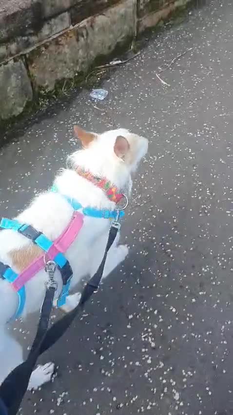 Ibizan Hound dogs for adoption: Vivian - gentle, sweet Podenco in Ayr - Video 4