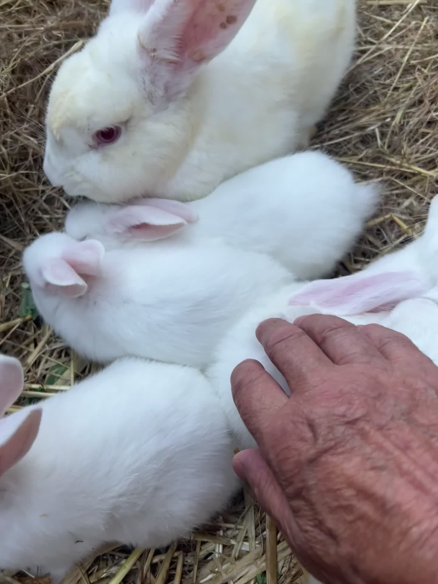 New Zealand rabbits for sale: New zealand white Baby rabbits 5weeksold  for sale - Video 2