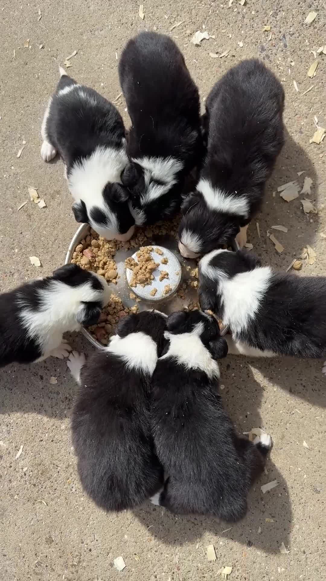 Border Collie dogs for sale: Gorgeous Border collie pups. KC registered.  - Video 2