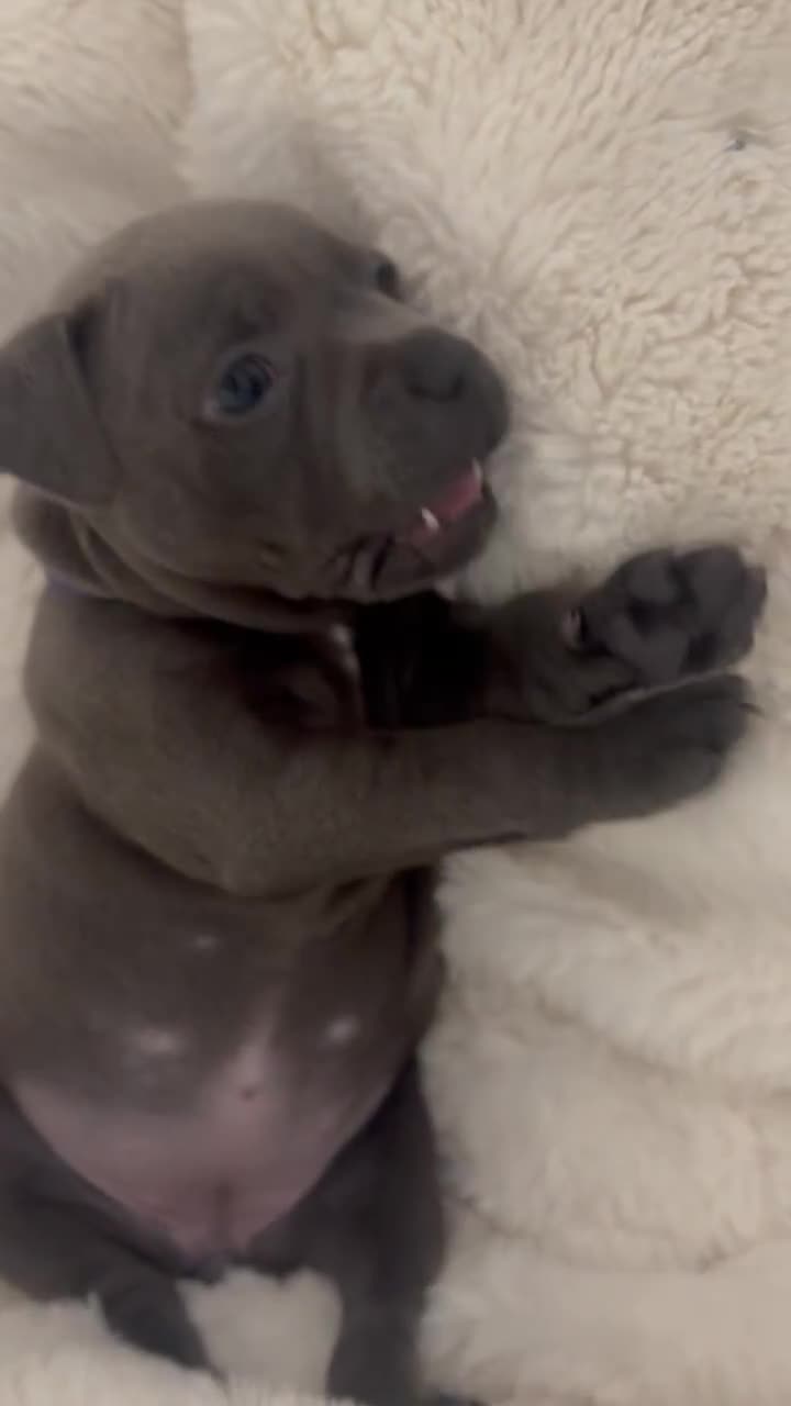 Staffordshire Bull Terrier dogs for sale: KC REG - Blue Staffordshire Bull Terrier Pups - Video 2