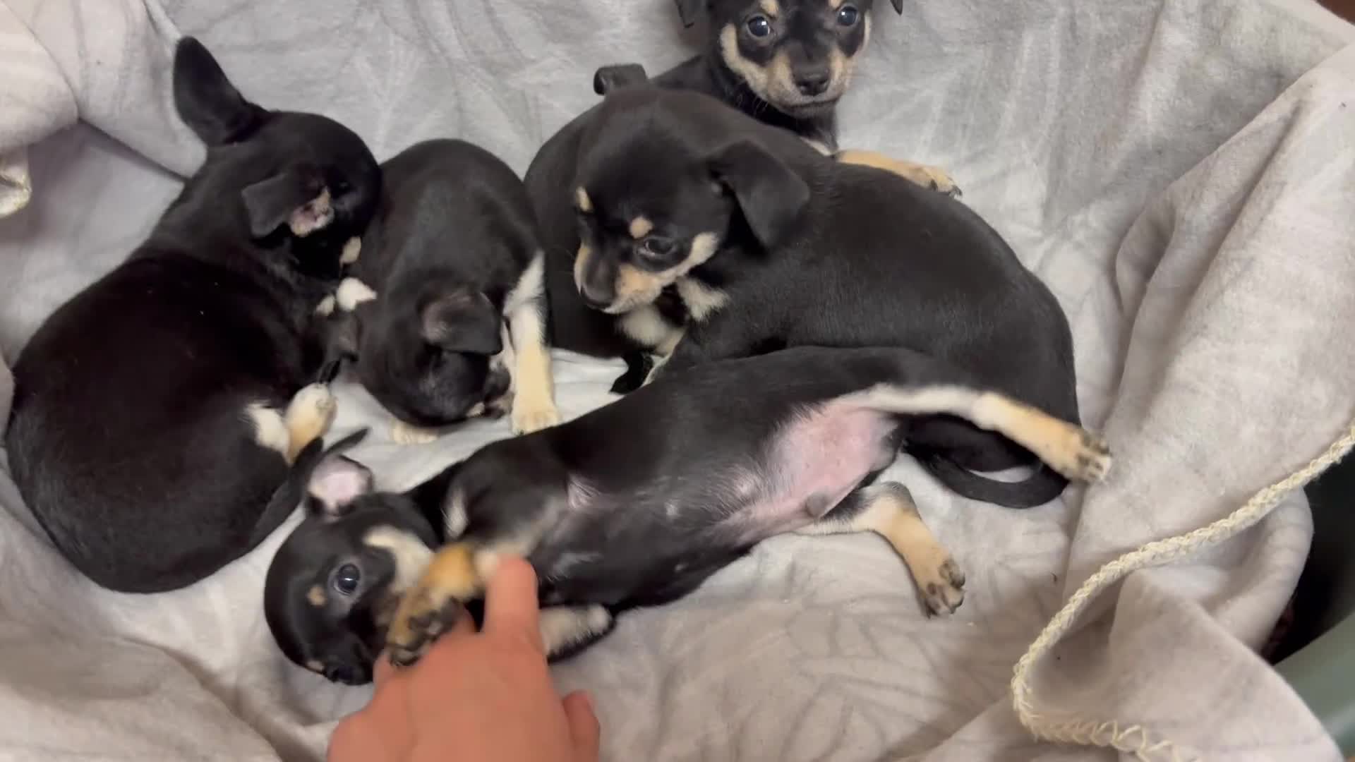 Mixed Breed dogs for sale: 🐶Chihuahua × Miniature Pinscher Puppies  - Video 1