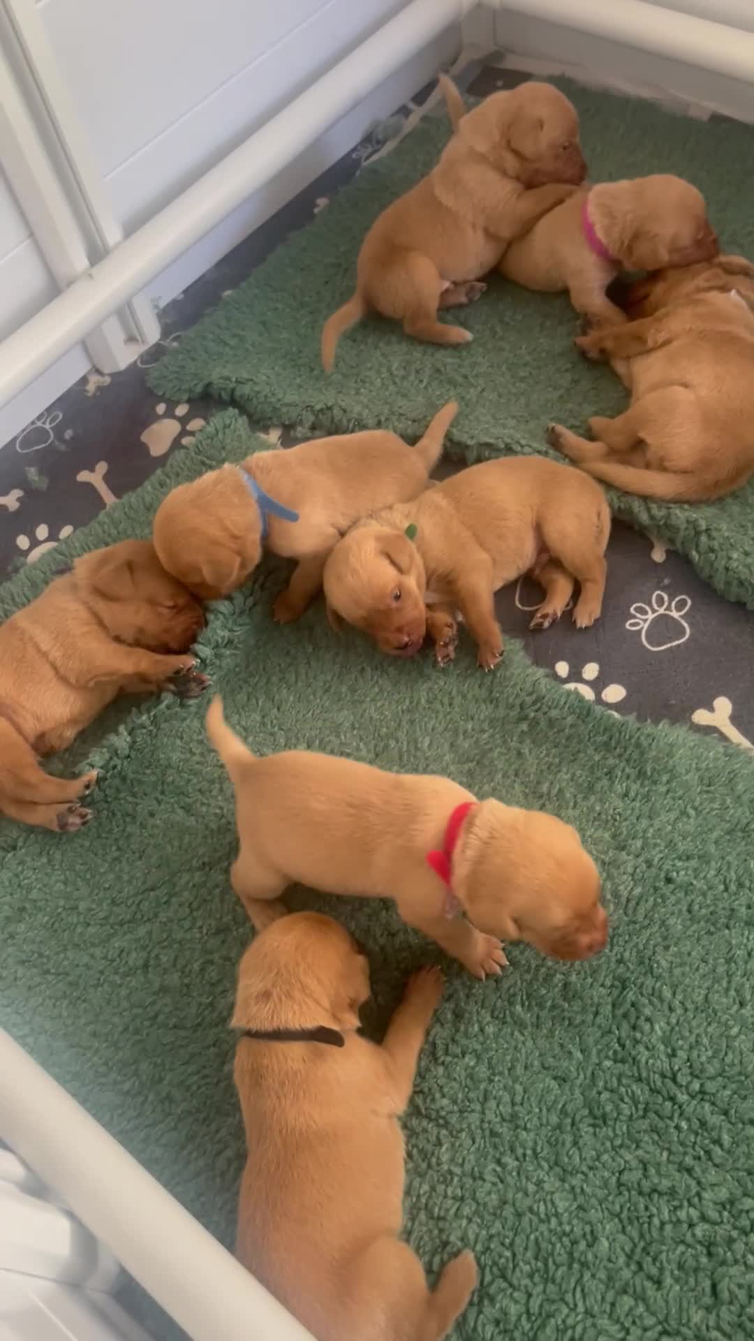 Labrador Retriever dogs for sale: Fox red Labrador Puppies - Video 1