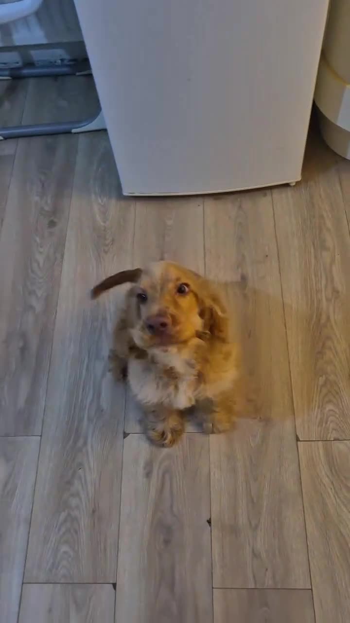 Cocker Spaniel dogs for sale: Cocker spaniel - Video 1