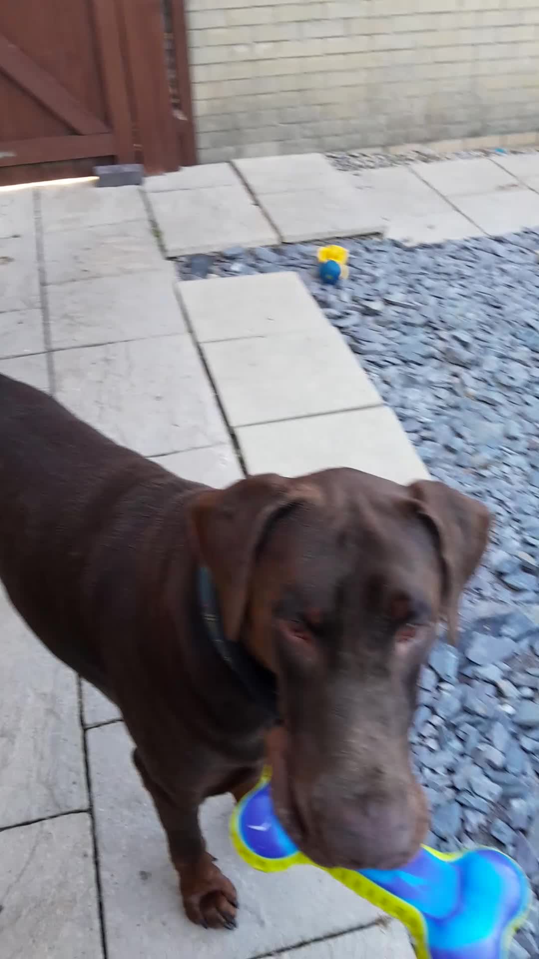 Dobermann dogs for sale:  LOUIS 3 YR OLD DOBERMANN DOG £800  - Video 2