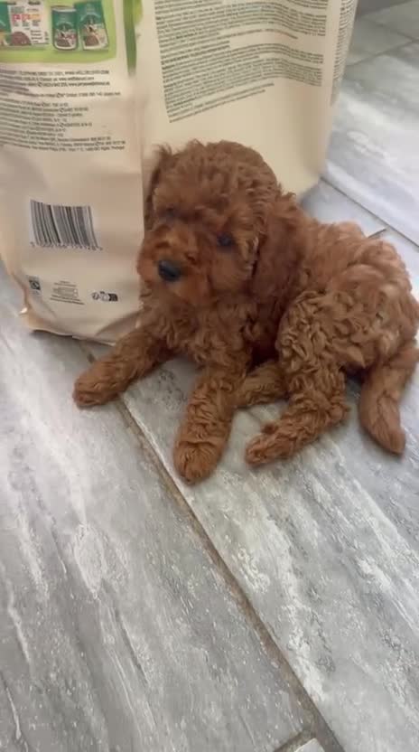 Cockapoo dogs for sale: F2 Cockerpoo’s - Video 1