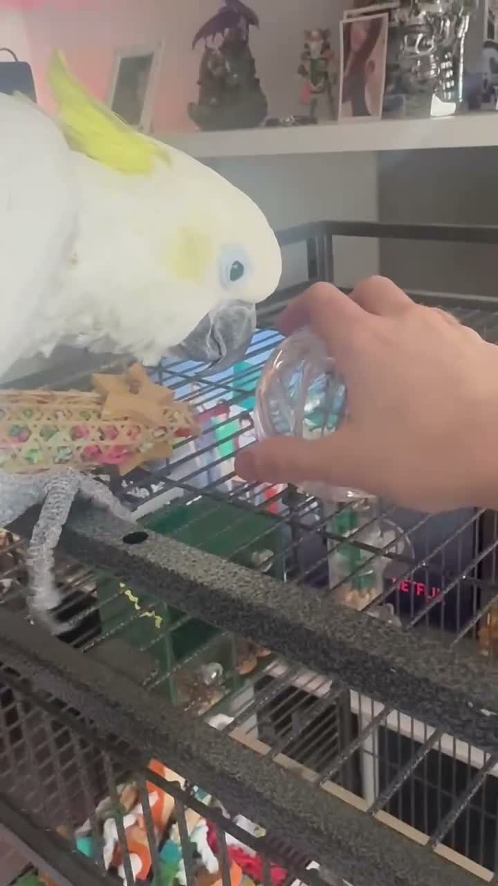 Cockatoo birds for sale: Sulpher crested cockatoo SILLY TAME in Rochdale - Video 1