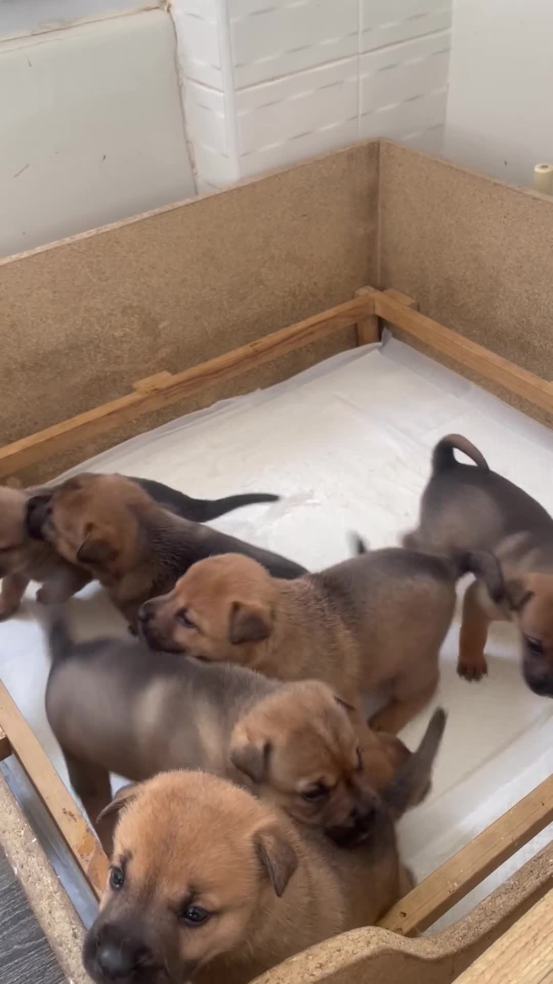 Mixed Breed dogs for sale: Shar pei  ** tiff  in Loughborough - Video 1