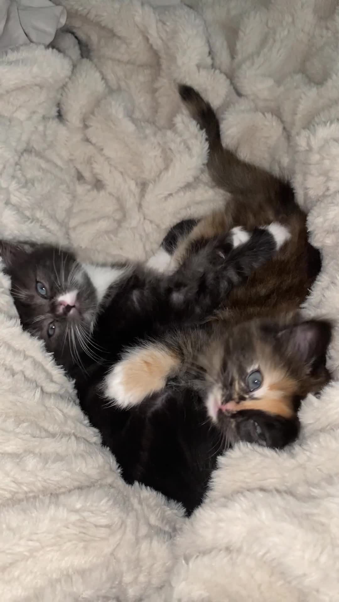 Mixed Breed cats for sale: 2 beautiful bundles of joy - Video 1