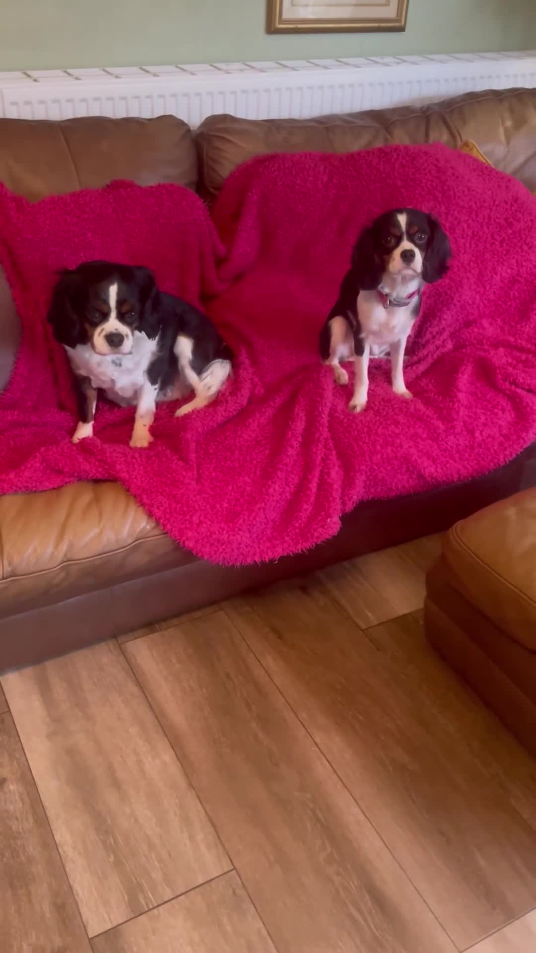 Cavalier King Charles Spaniel dogs for sale: Gorgeous Tri coloured Cavalier King Charles - Video 1