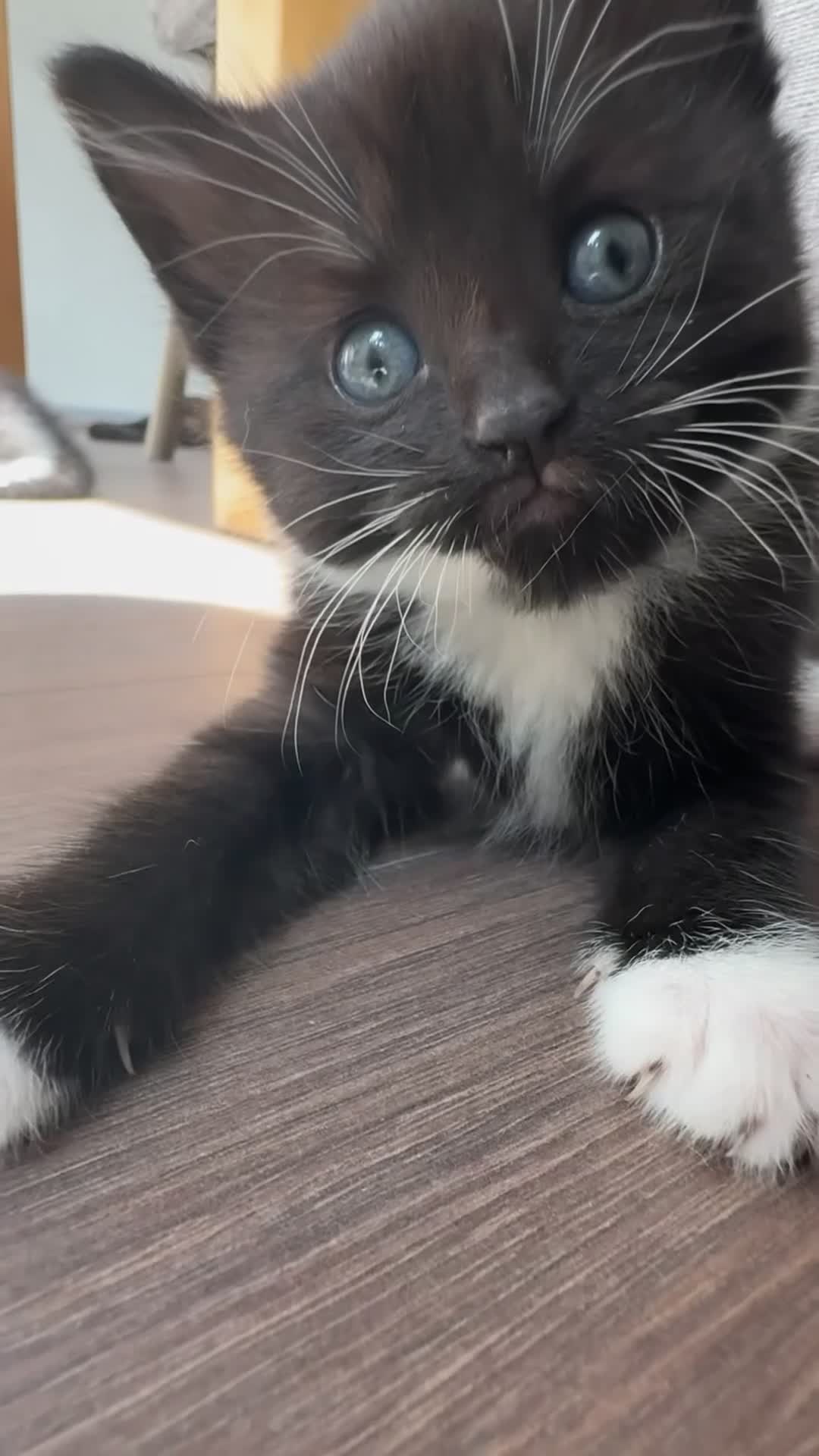 Mixed Breed cats for sale: 4 beautiful kittens - Video 4
