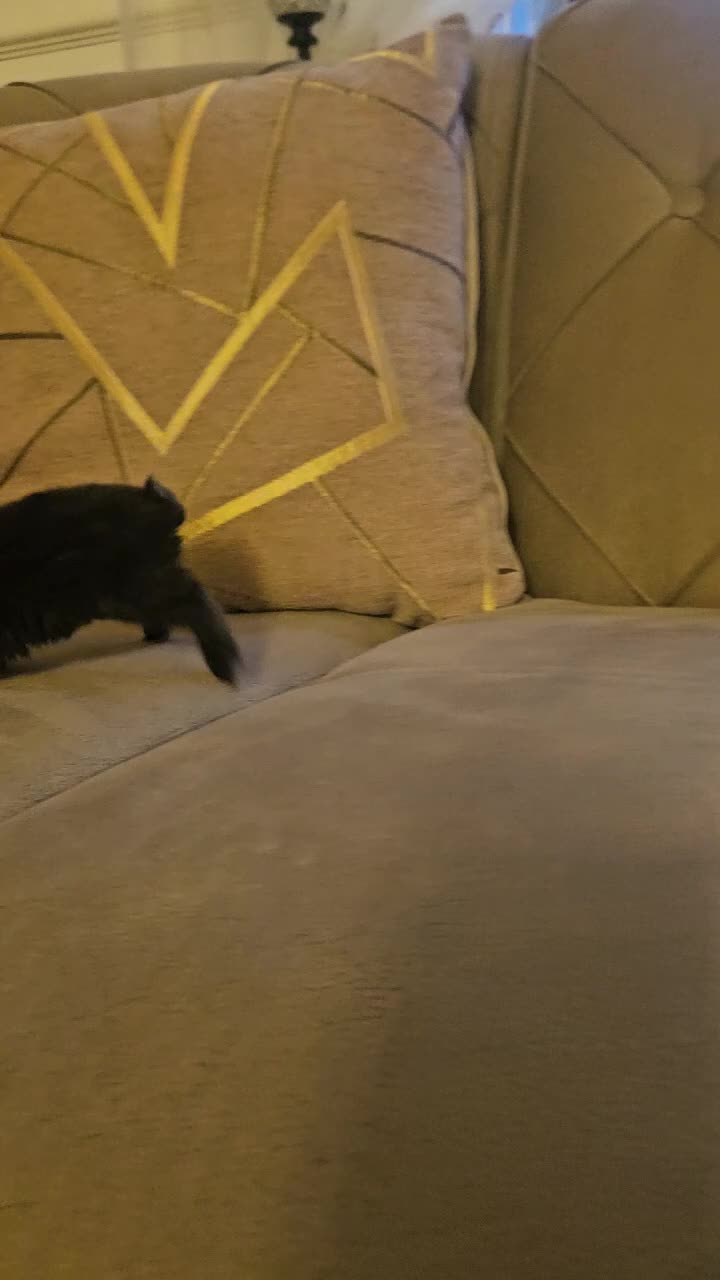 Mixed Breed rabbits for sale: They are mix Rex and Dutch  - Video 2