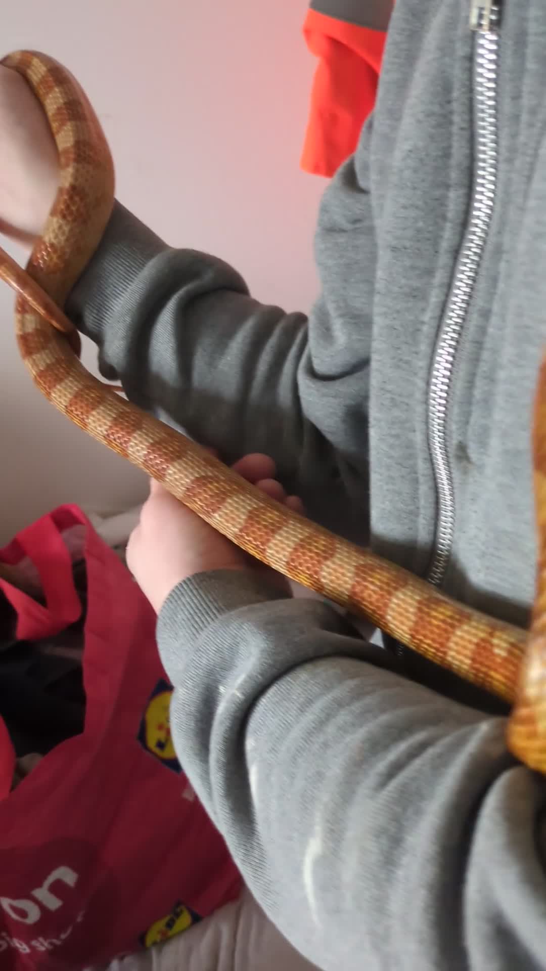 Corn Snake reptiles for sale: Tinsel - Video 1