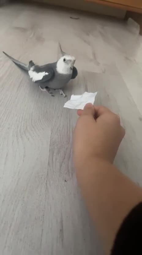 Cockatiels birds for sale: Cockatiels - Video 3