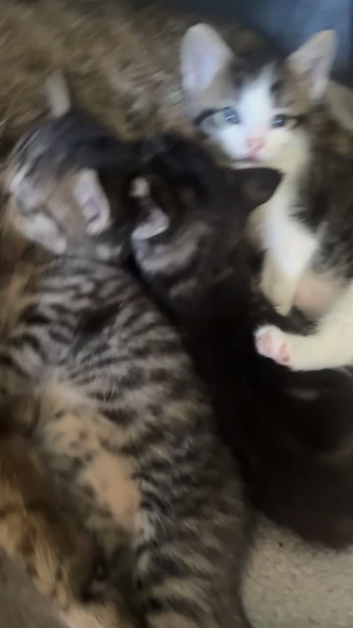 Mixed Breed cats for sale: 5 Beautiful male kittens!  - Video 2