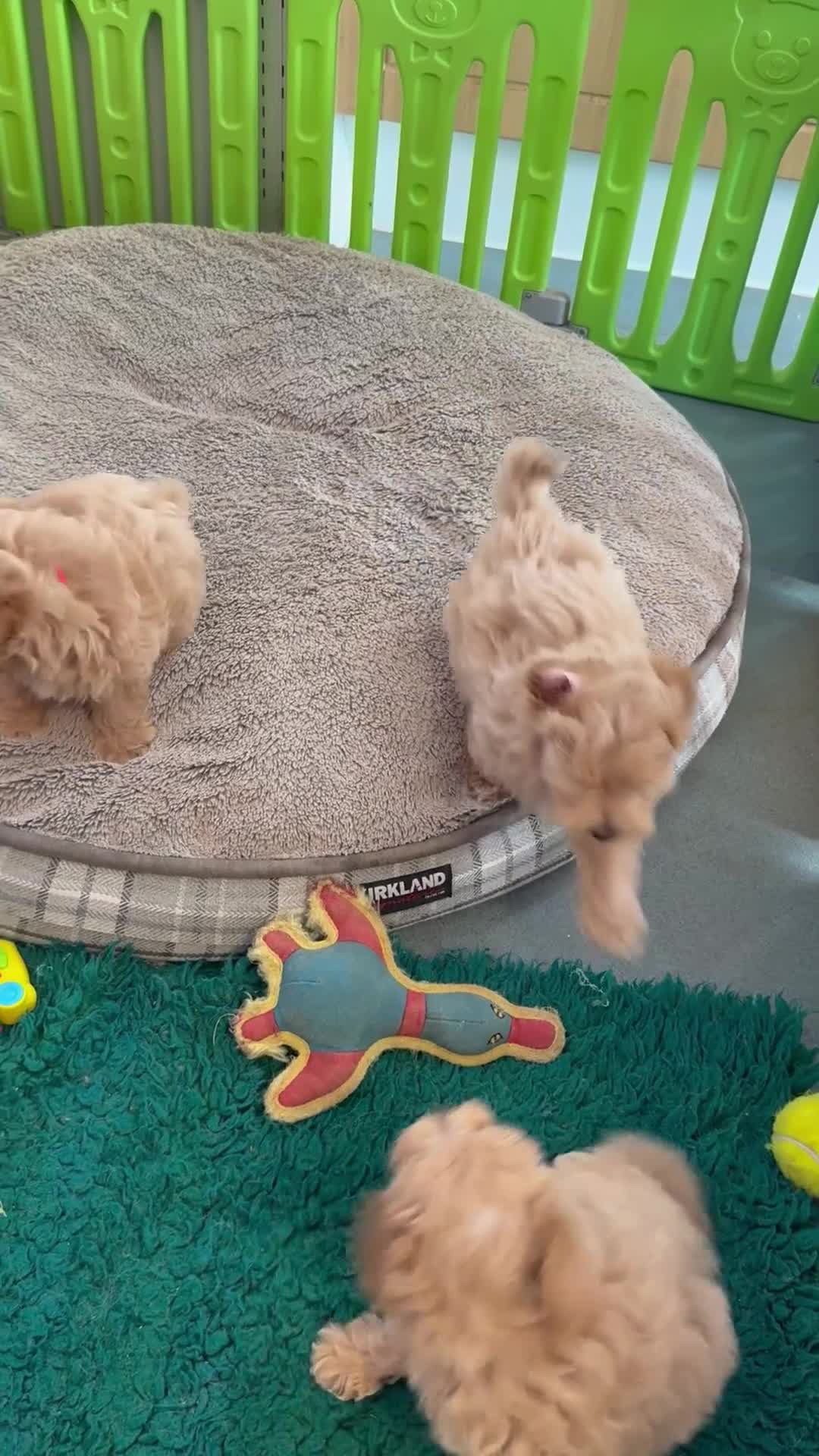 Maltipoo dogs for sale: F1 Maltipoo’s READY NOW - Video 1