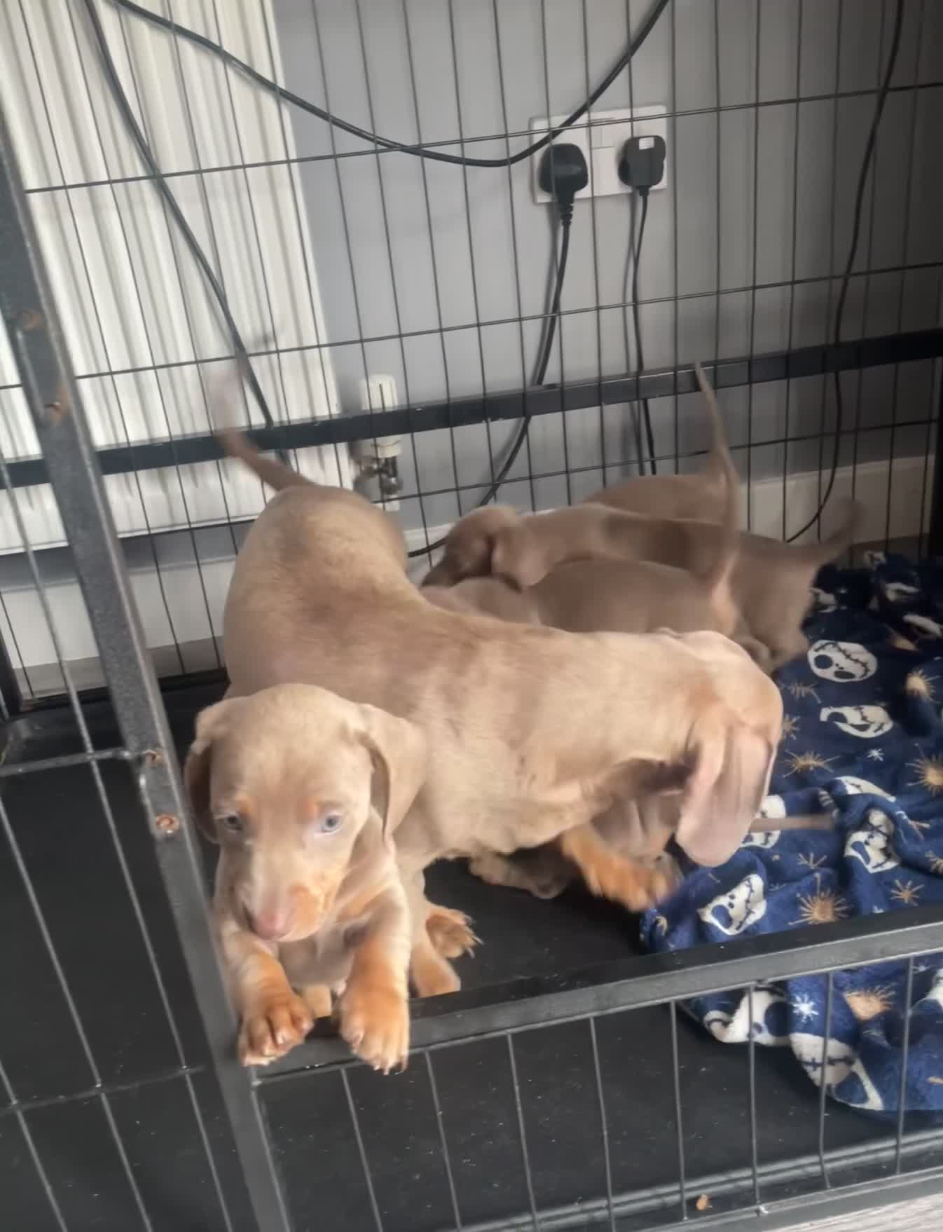 Dachshund dogs for sale: Dachshunds - Video 1