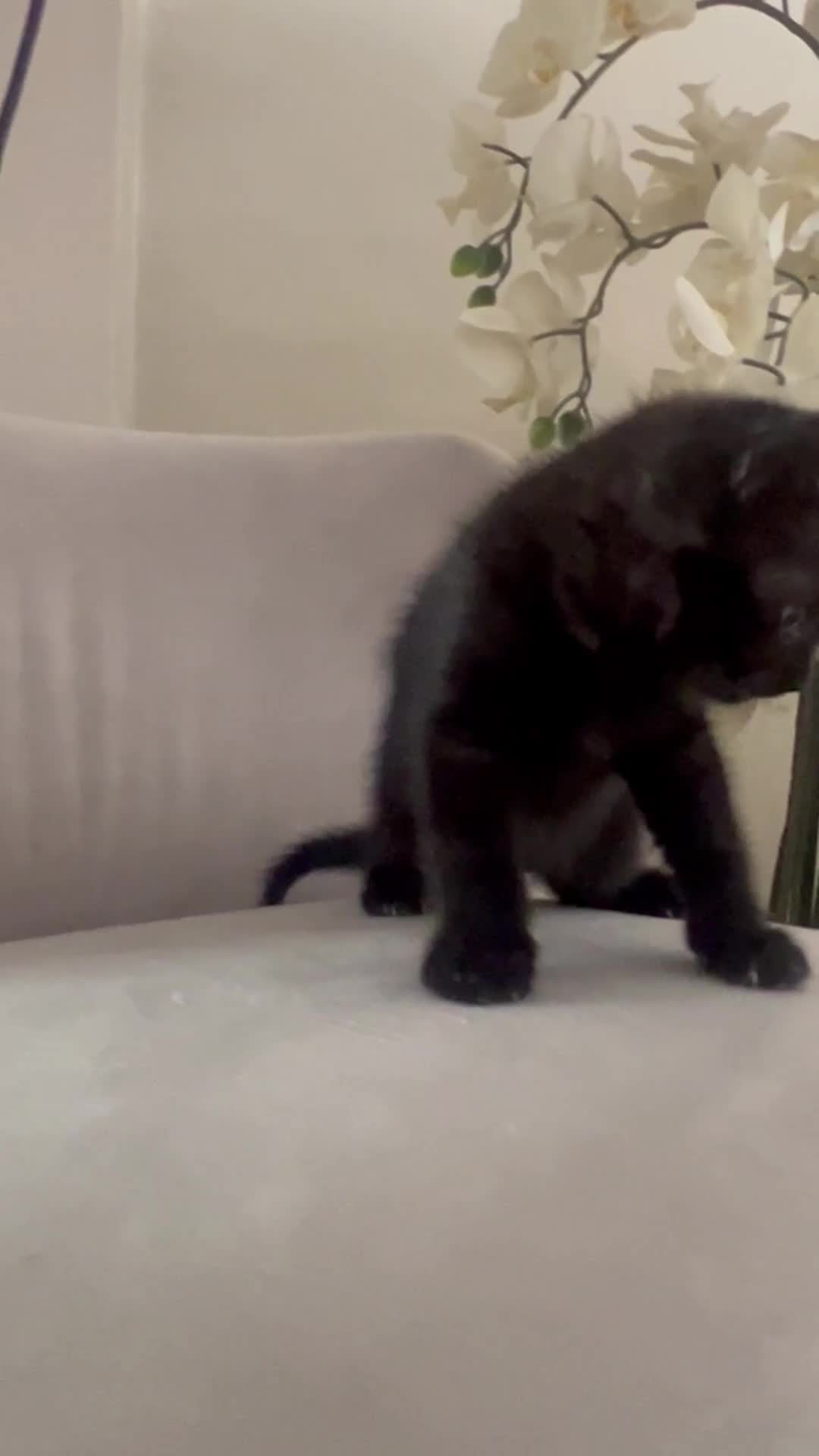 Domestic Shorthair cats for sale: ONLY 1 LITTLE GIRL LEFT - 3 confident kittens  - Video 1