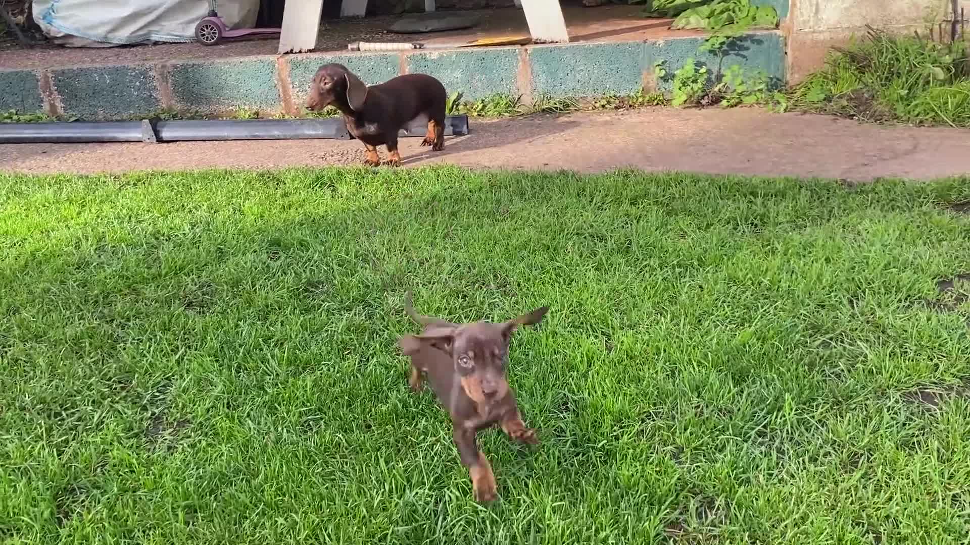 Dachshund dogs for sale: Miniature Dachshund Puppies ⭐️ only two left ⭐️ - Video 1