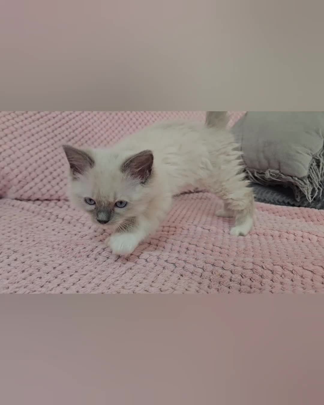 Ragdoll cats for sale: Ragdoll kitten Bluepoint beautiful  - Video 1