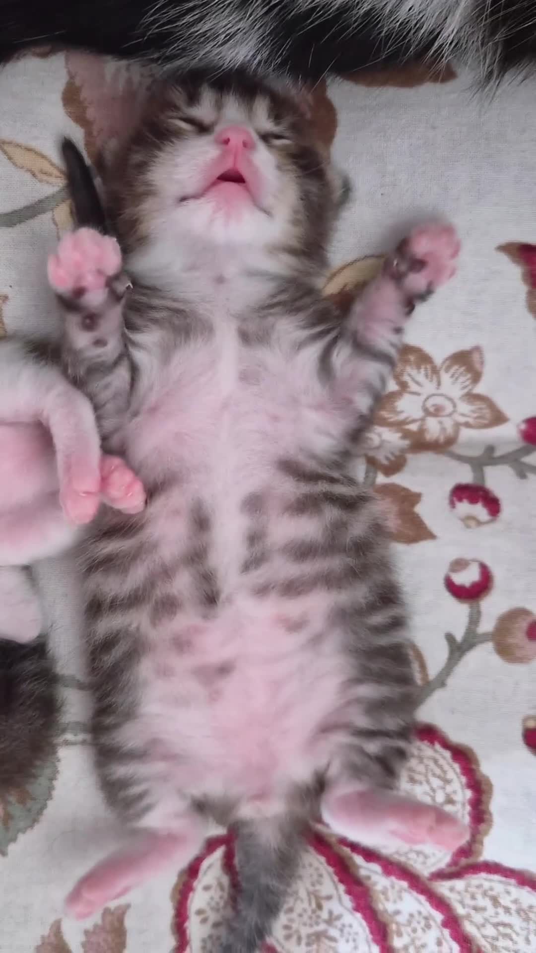 Mixed Breed cats for sale: Adorable and Playfull Kittens  - Video 4