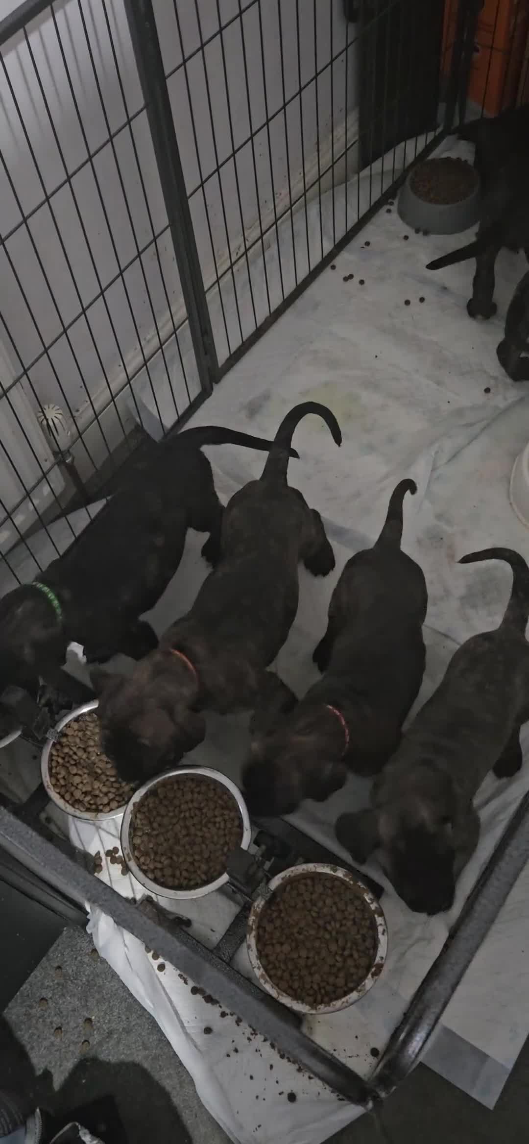 Cane Corso dogs for sale: Cane corsos puppies ready to leave now - Video 4