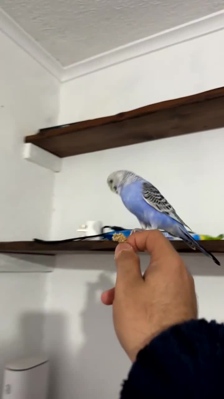 Budgerigars birds for sale: Baby budgie - Video 1