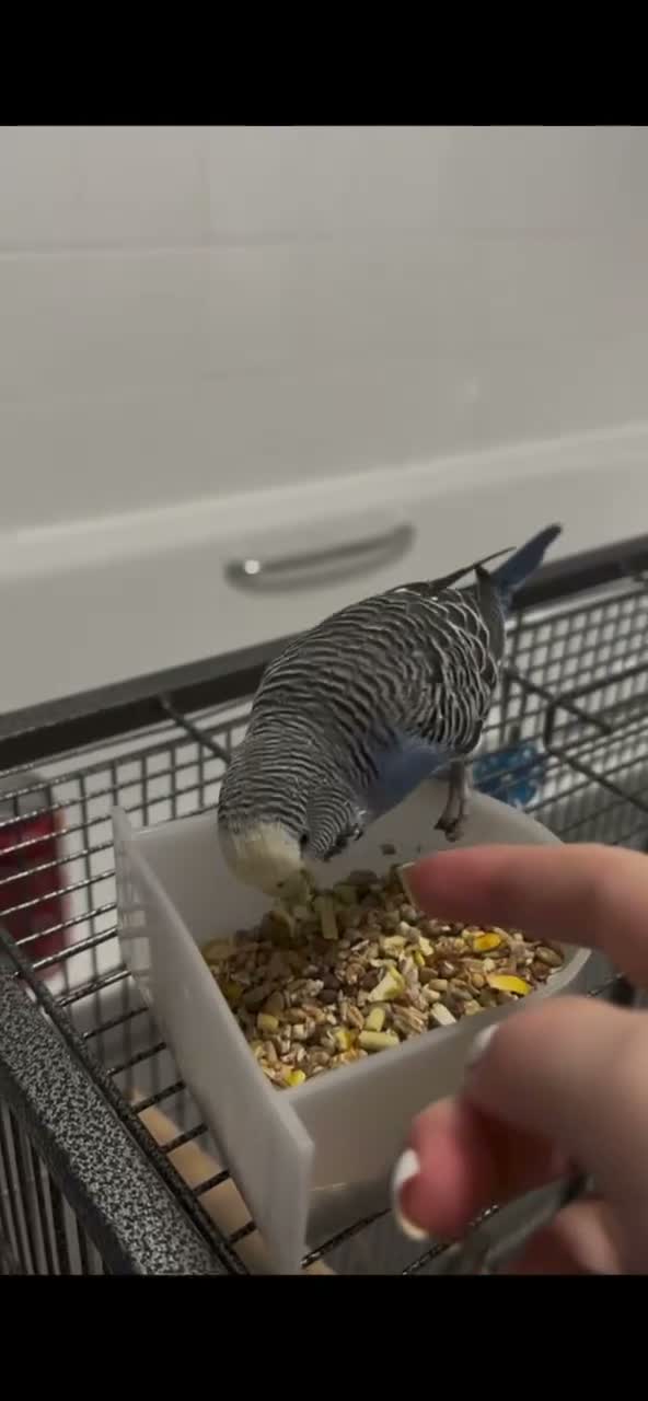 Budgerigars birds for sale: Lovely budgie for sale (comes with a cage) - Video 1