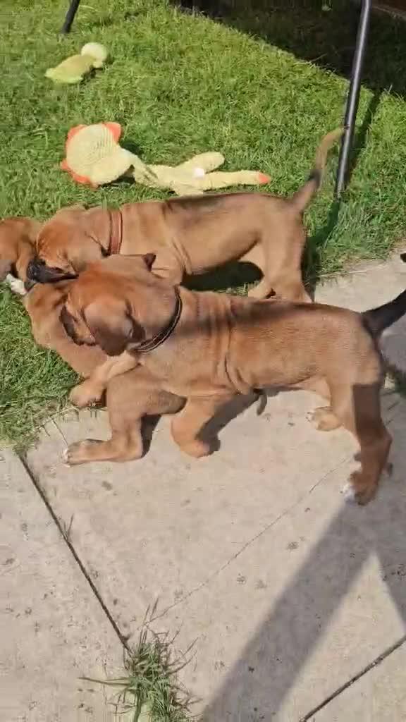 Rhodesian Ridgeback dogs for sale: Rhodesian ridgeback puppies - Video 1