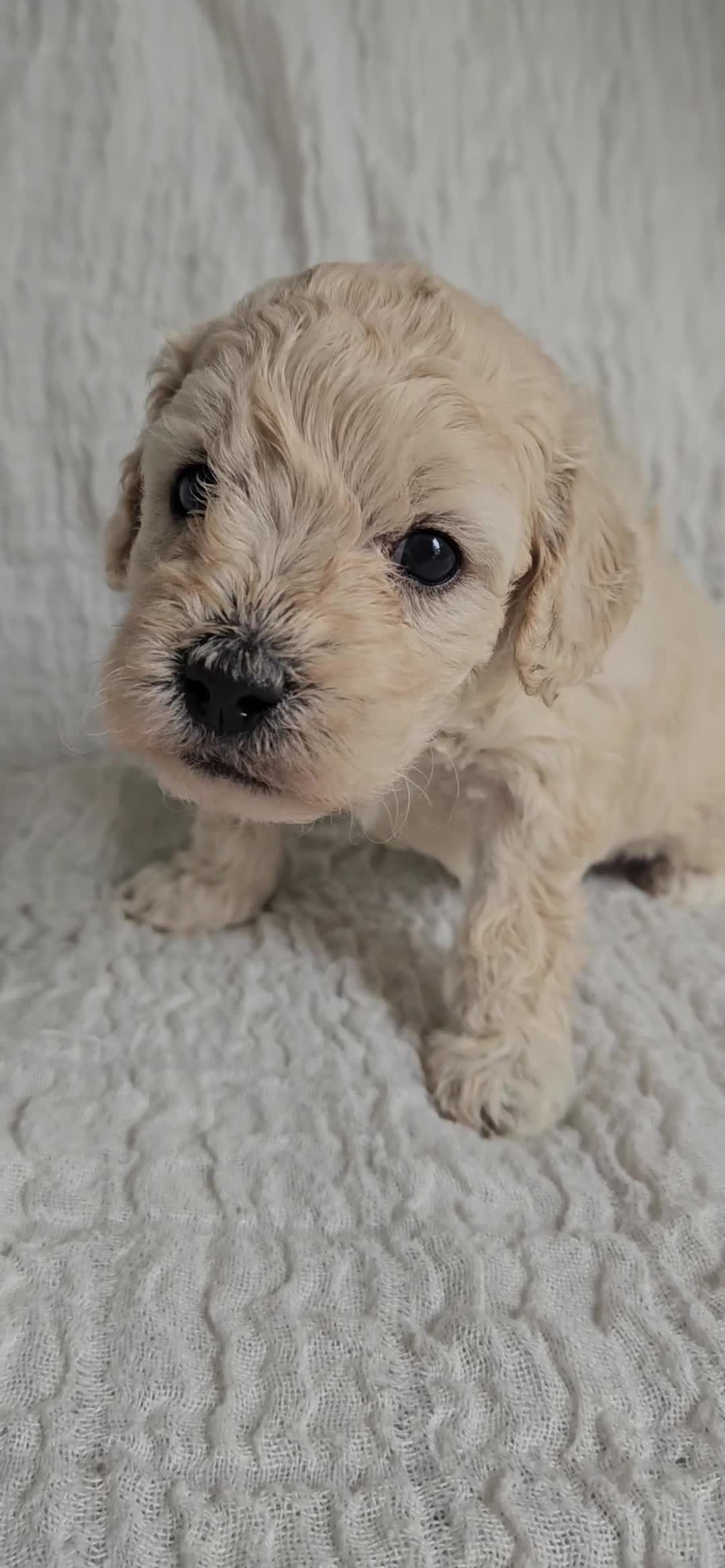 Mini Goldendoodle dogs for sale: 🐾✨ Beautiful Toy Goldendoodle Puppies  ✨🐾 - Video 5