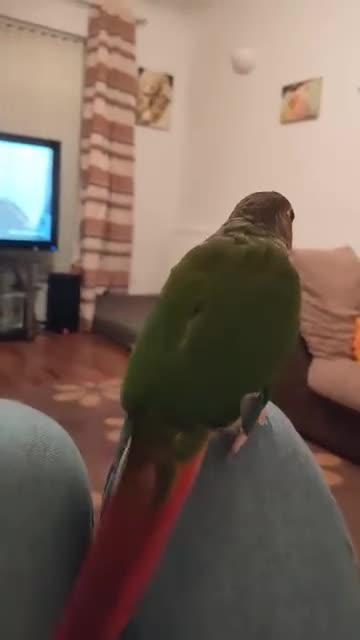 Conures birds for sale: Baby greencheek conure chicks - Video 1