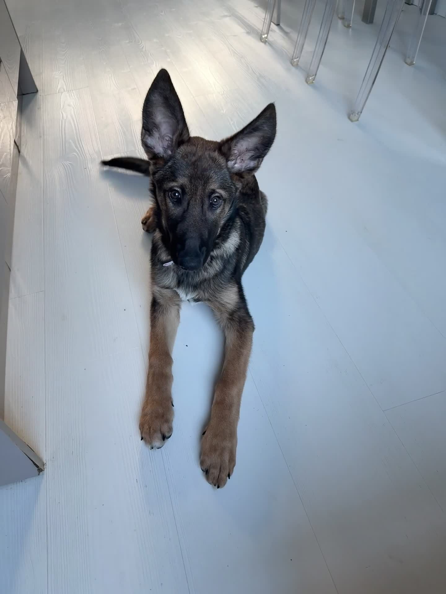 Belgian Shepherd Dog dogs for sale: 12 week old Belgian Malinois puppy - London - Video 1