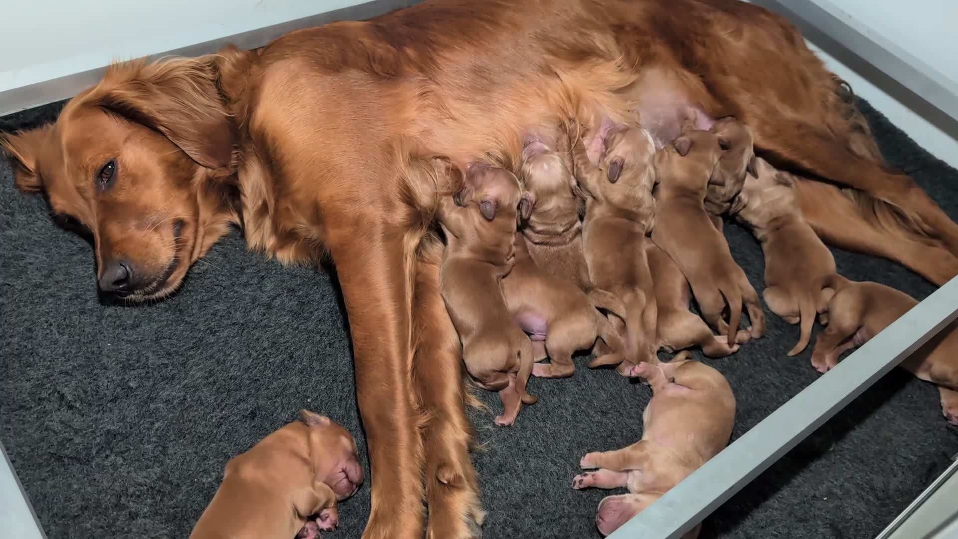 Golden Retriever dogs for sale: Dark Red KC Registered Working Golden Retrievers - Video 3