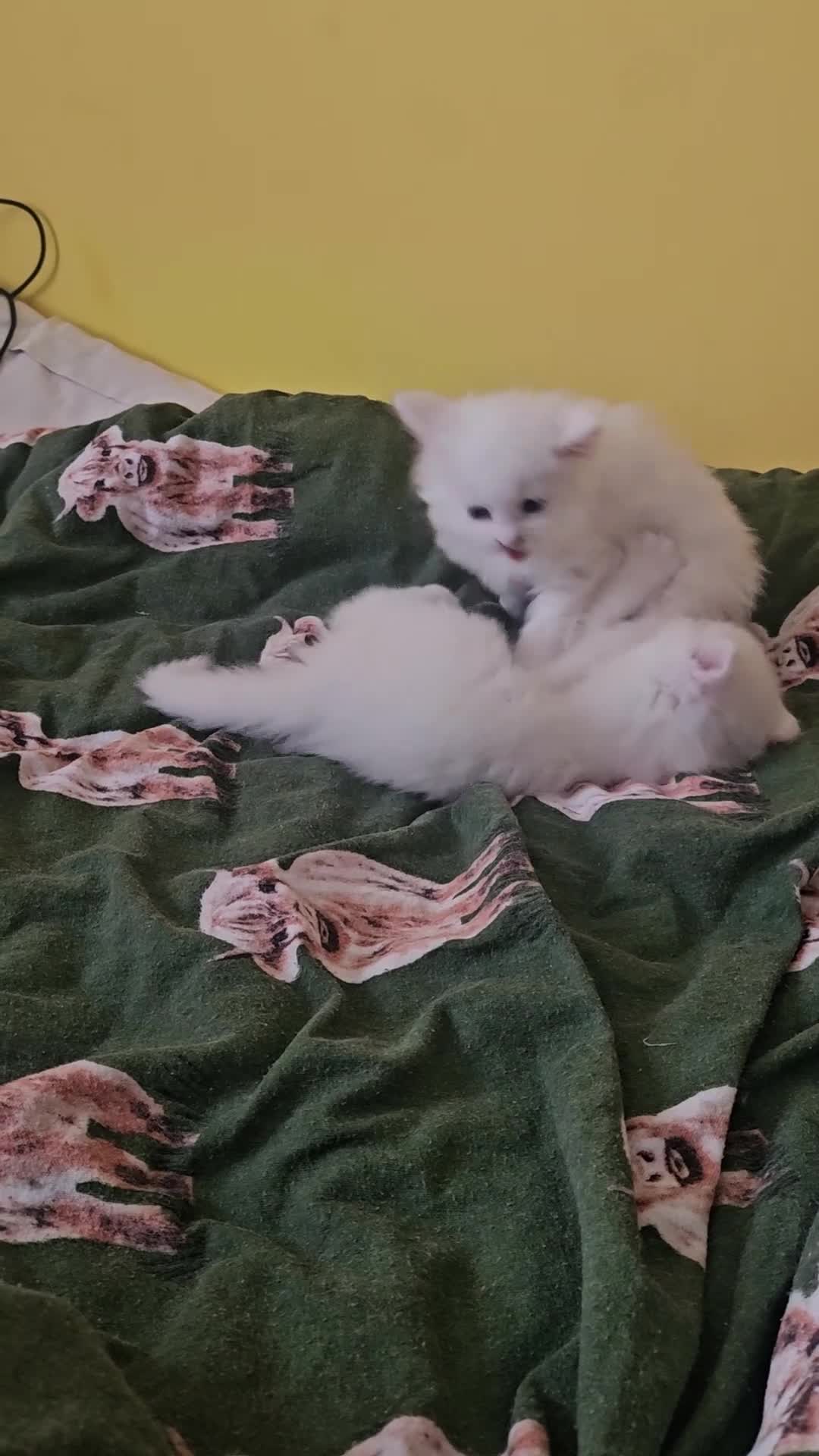 Maine Coon cats for sale: 3 Maine Coon kittens, 1 girl, 2 boys - Video 2