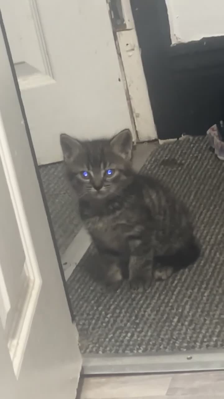 Mixed Breed cats for sale: Last boy available  - Video 1