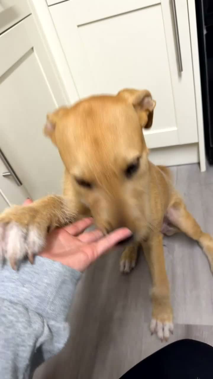 Mixed Breed dogs for sale: Wheaton bullgreyhound  - Video 1