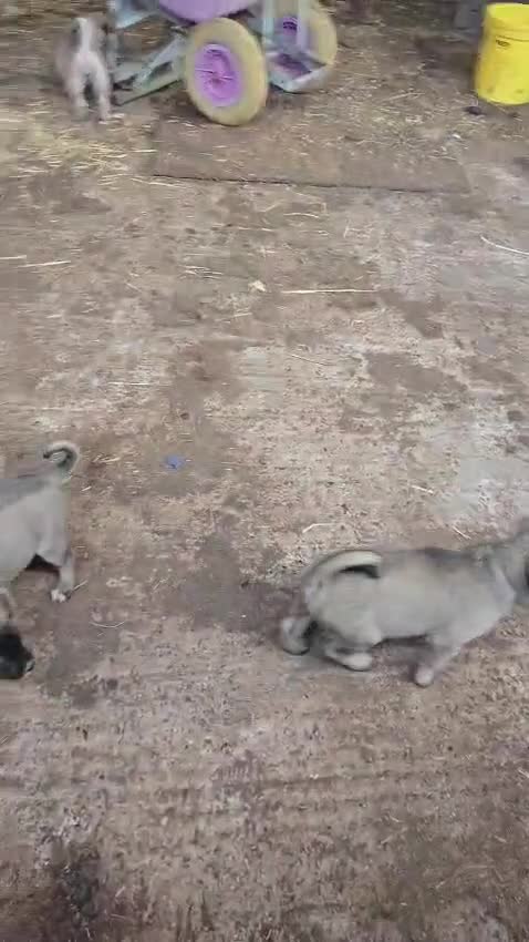 Anatolian Shepherd dogs for sale: Beautiful litter 5 girls left  - Video 1