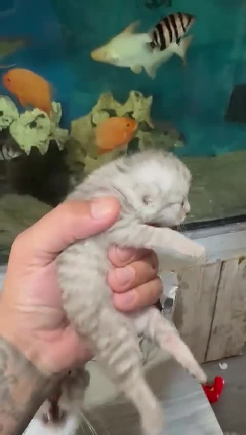 Maine Coon cats for sale: Maine coon x bsh kittens! - Video 4