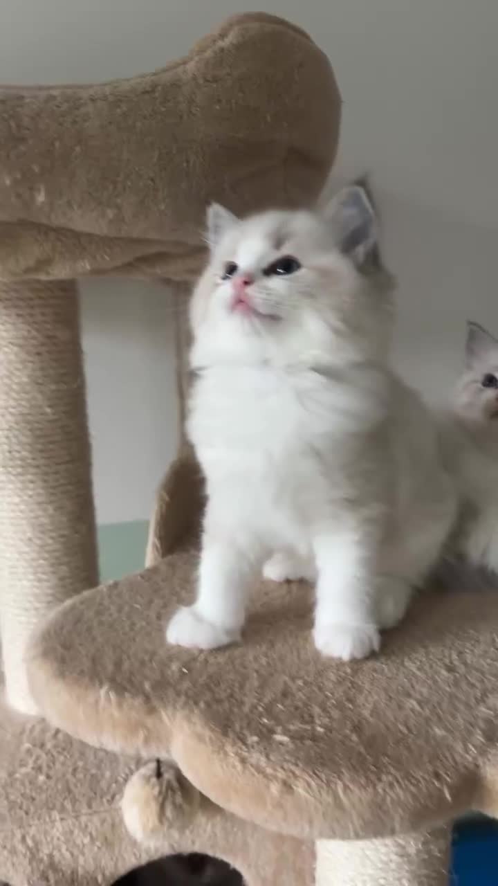 Ragdoll cats for sale: Cutieeeee Ragdoll Kitten - Video 1