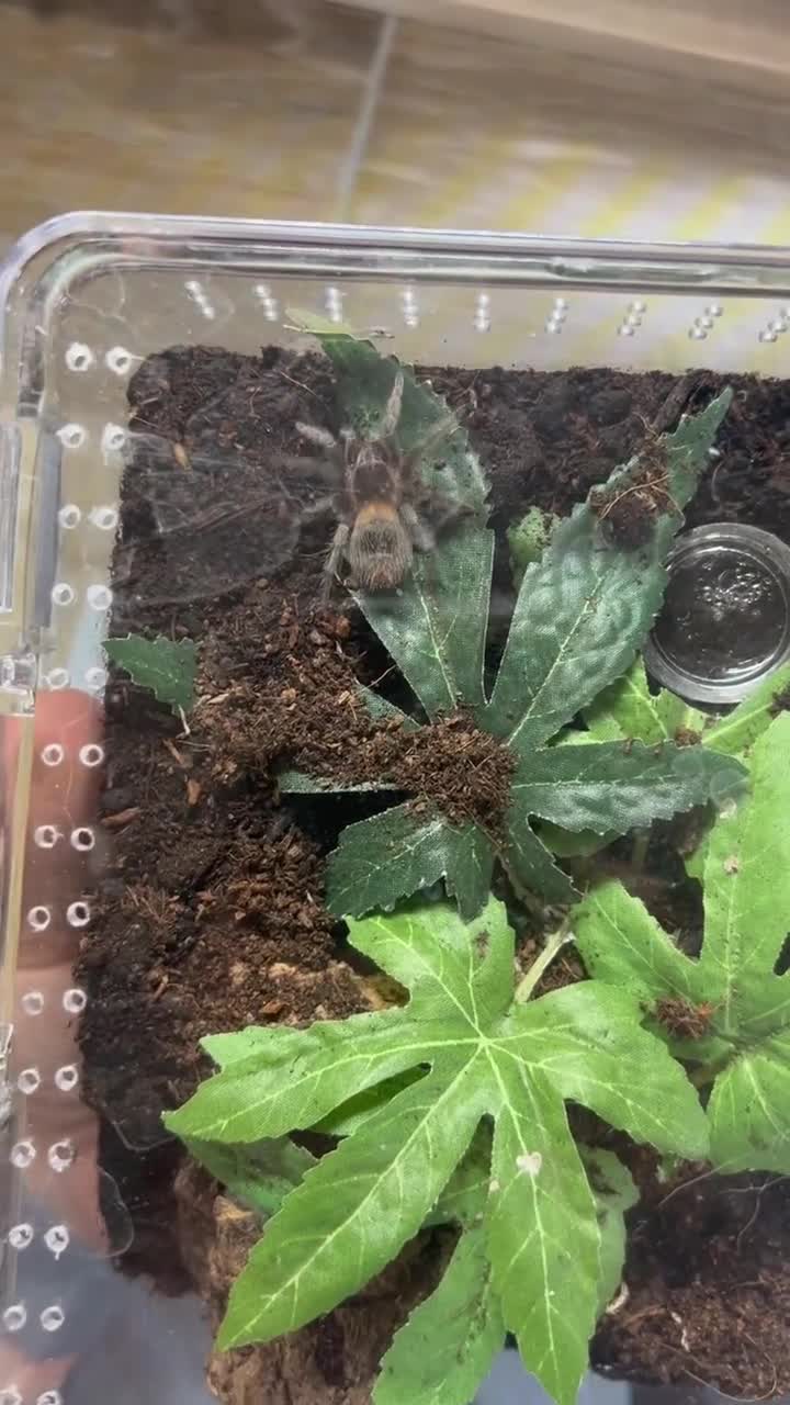 Tarantulas invertebrates for sale: Various tarantulas looking for new homes - Video 1