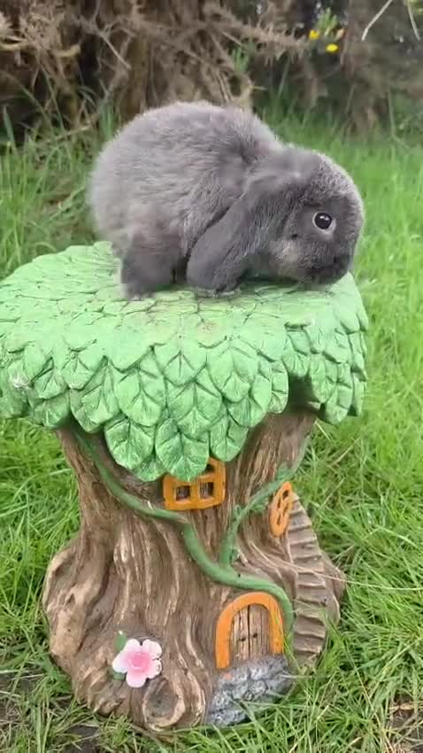 Mini Lop rabbits for sale: Pure Bred Mini Lops - Video 1