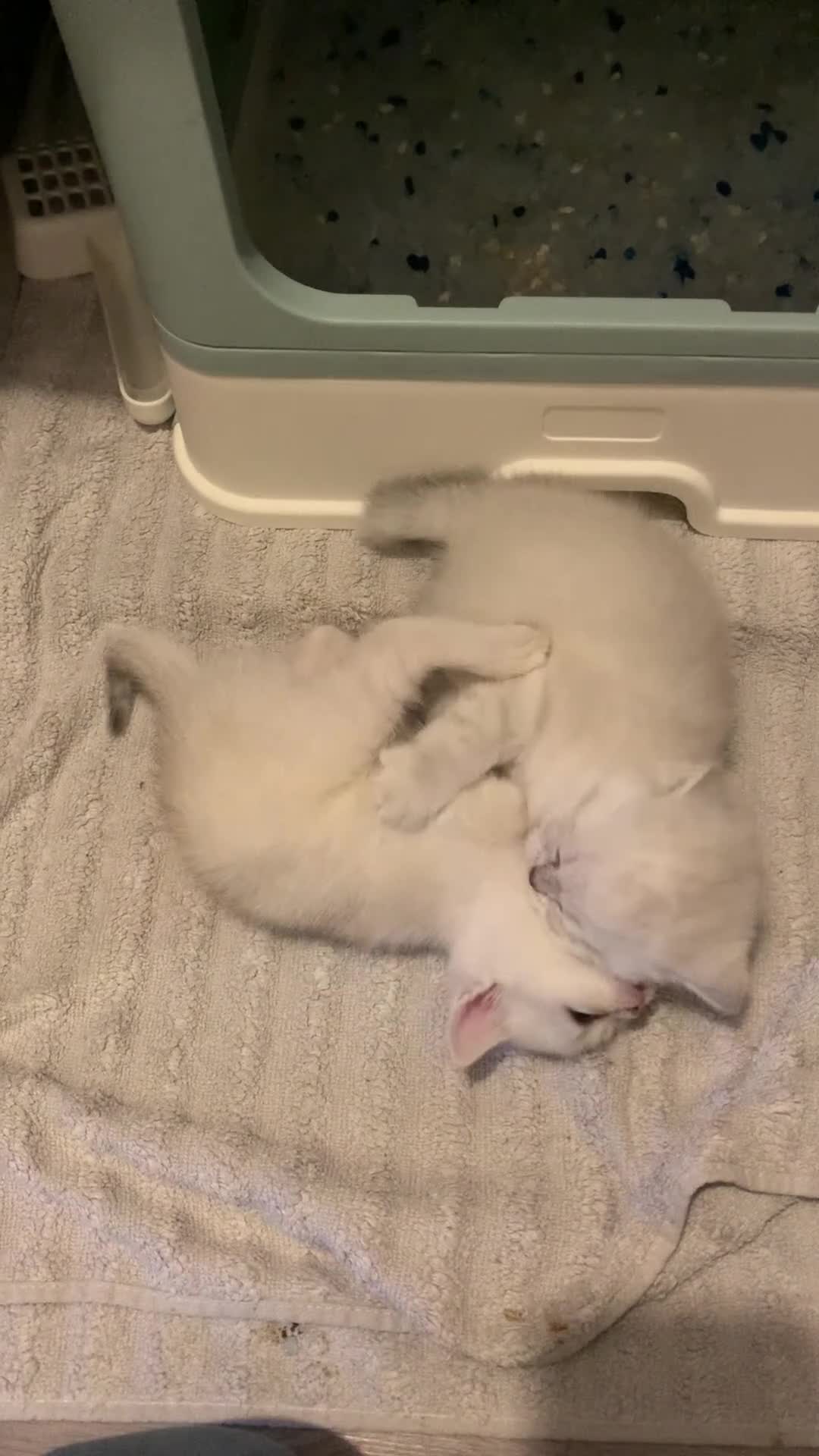 Scottish Fold cats for sale: Adorable Scottish Fold & Straight Kittens - Video 1