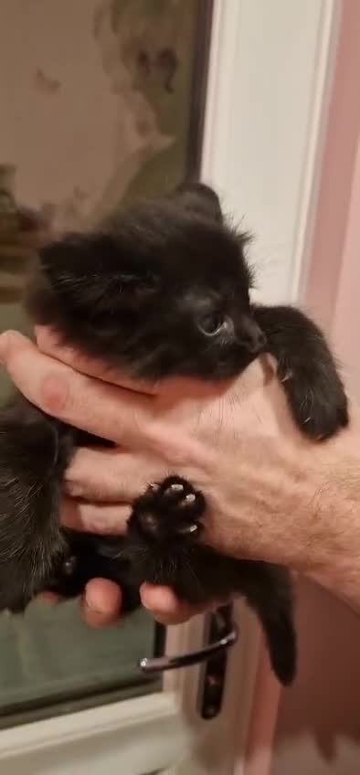 Siamese cats for sale: Siamese Cross Kittens READY NOW - Video 1
