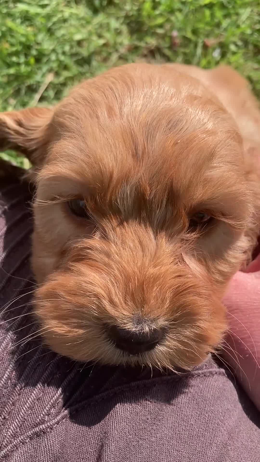 Cockapoo dogs for sale: Apricot F1 Cockapoos from Show Type Cockerspaniel  - Video 4