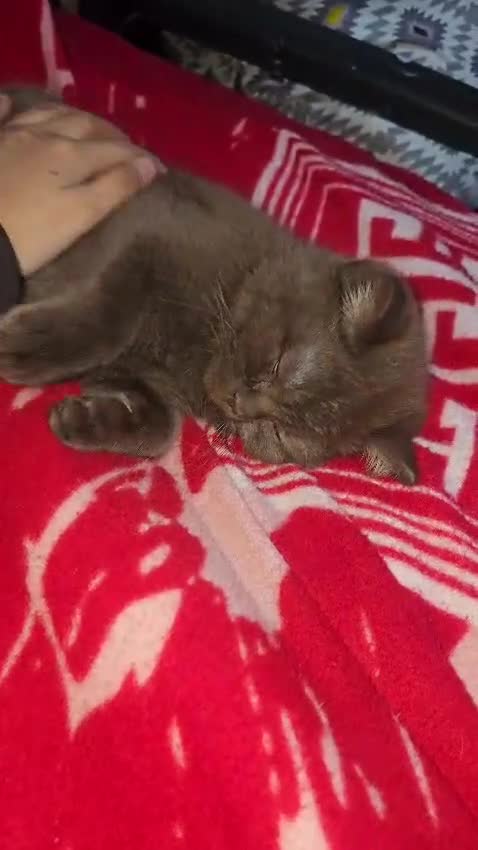 British Shorthair cats for sale: Rare cinnamon silver ash colour boy in Birmingham - Video 1