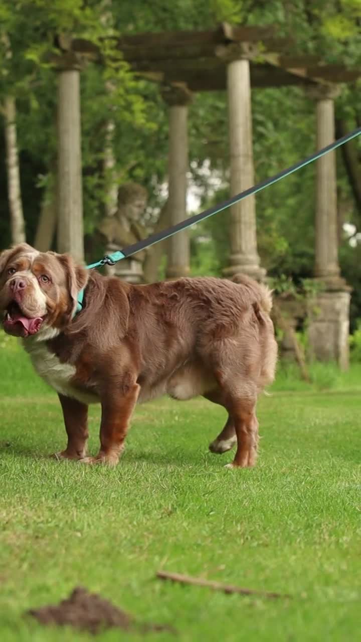 Olde English Bulldogge dogs for stud: REGINALD VISUAL FLUFFY 🔥  in Lowestoft - Video 3