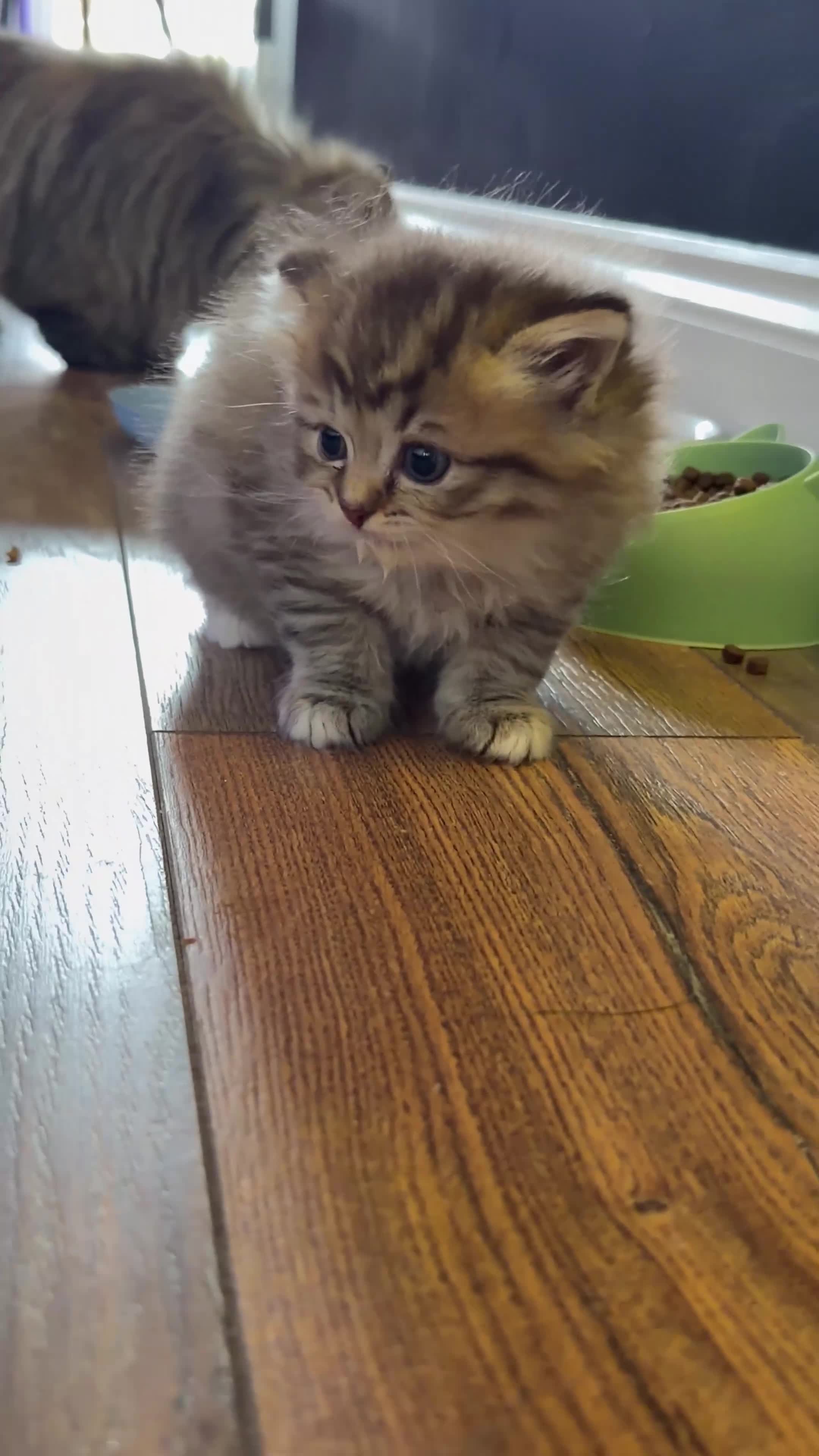 Mixed Breed cats for sale: Beautiful Persian x Ragdoll Kittens - Video 1
