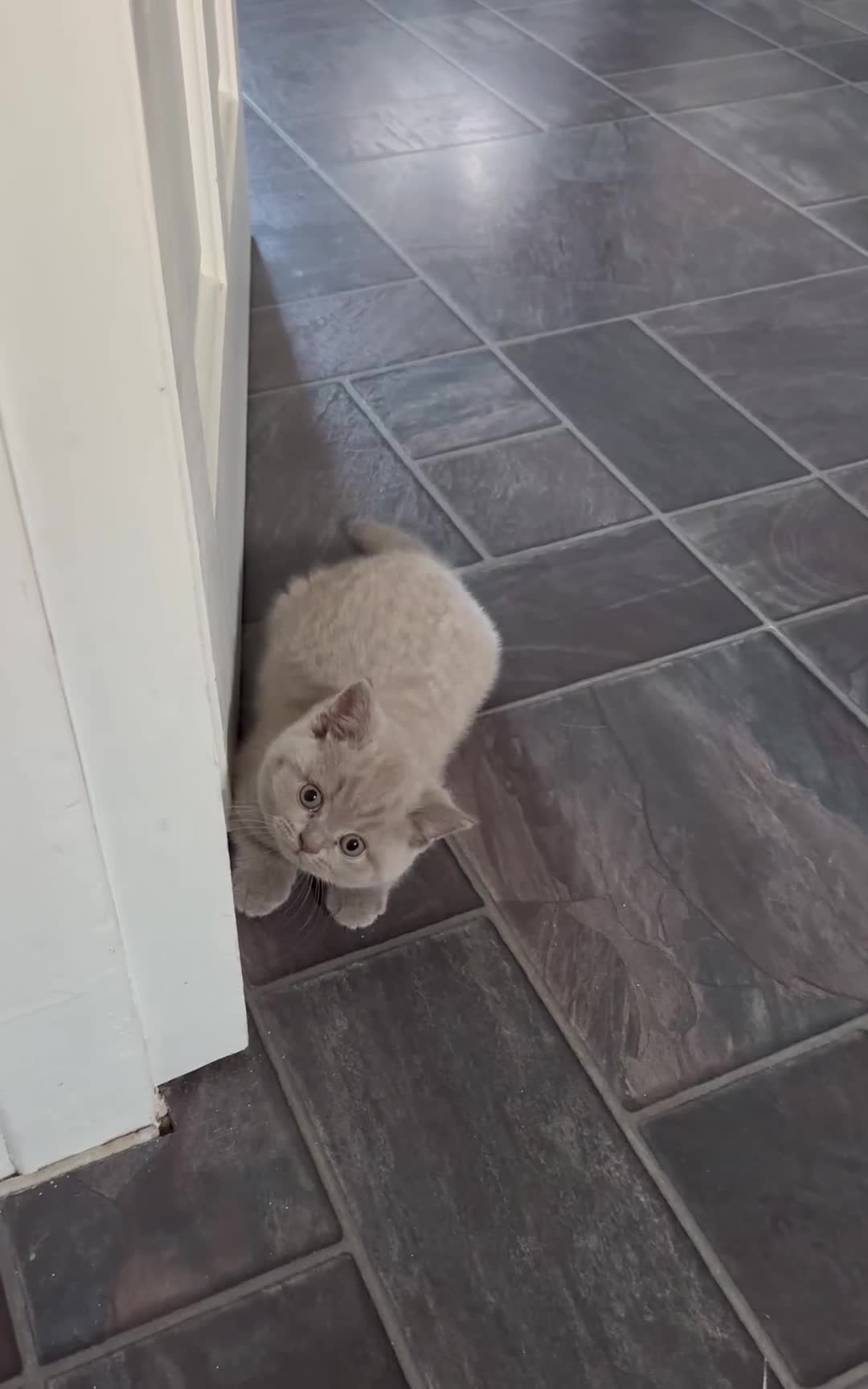 British Shorthair cats for sale: 4 Gorgeous chunky British shorthair kittens  - Video 3