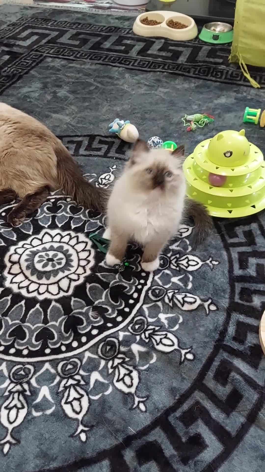 Ragdoll cats for sale: Beautiful adorable Ragdoll kittens.  - Video 2