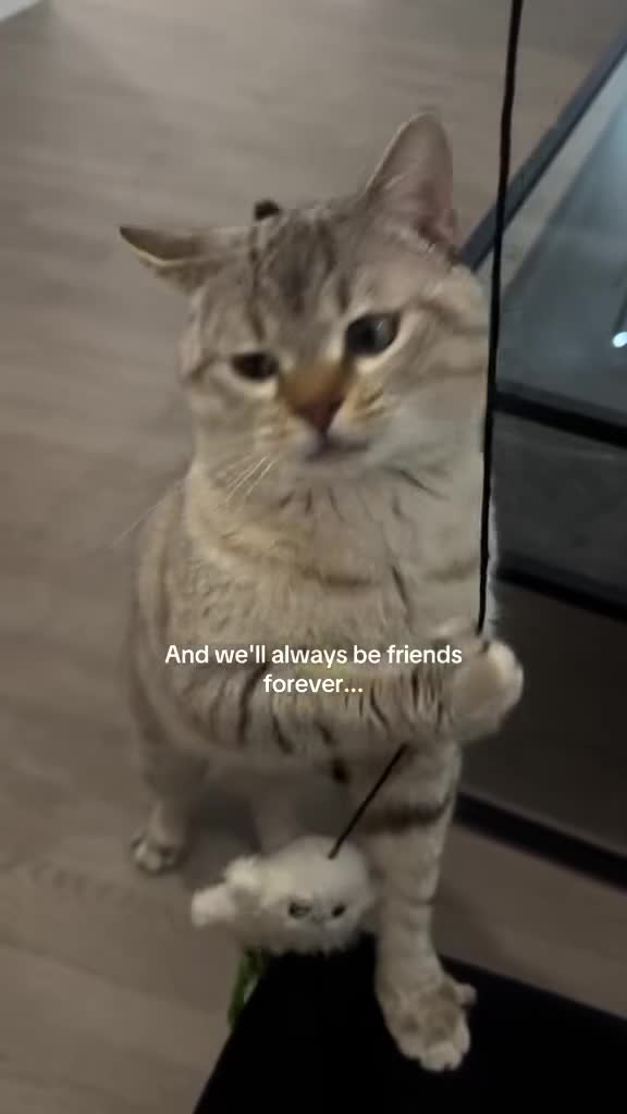 Mixed Breed cats for sale: Mixed British Shorthair and Tabby Male  - Video 1